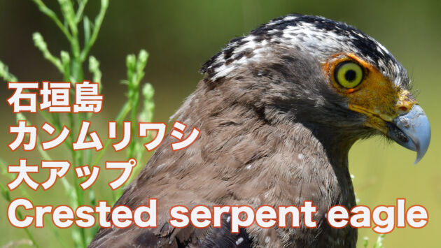 【石垣島のカンムリワシ】大アップのカンムリワシ Crested serpent eagle