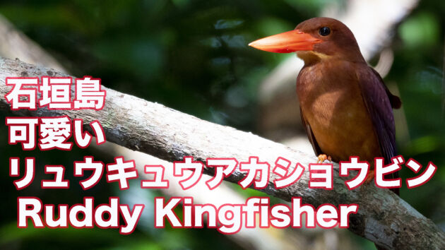 【石垣島のアカショウビン】やっぱり可愛いリュウキュウアカショウビン Ruddy Kingfisher