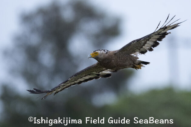 カンムリワシ飛翔写真集 飛び出し、電線に飛びつき Crested serpent eagle