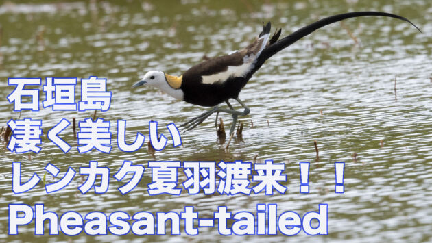 【凄く美しい！！】 石垣島にレンカク夏羽渡来  Pheasant tailed