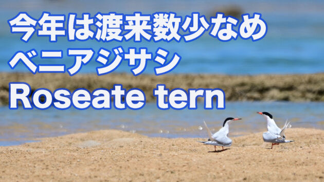 【 石垣島のアジサシ】今年は渡来数が少なめ ベニアジサシ Roseate tern