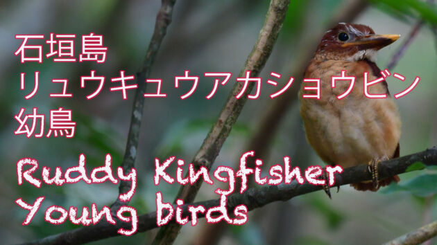 【巣立ち雛】 石垣島のリュウキュウアカショウビン幼鳥 Ruddy Kingfisher Young birds