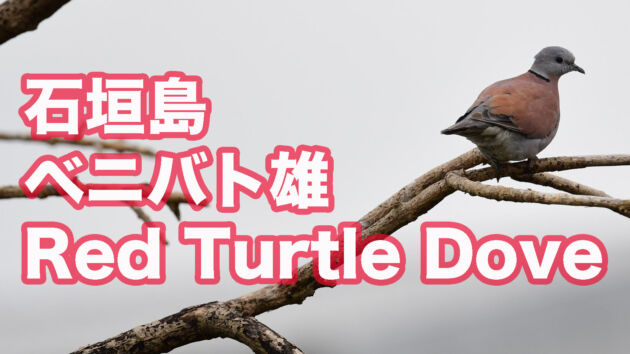 【石垣島の鳩】 電線にベニバト雄 Red Turtle Dove