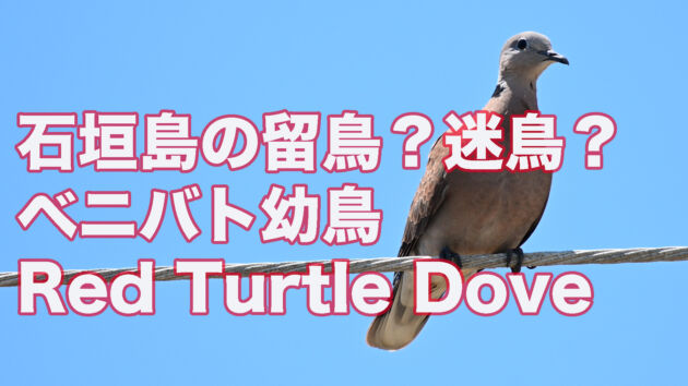 【石垣島の留鳥？迷鳥？】ベニバト幼鳥 Red Turtle Dove