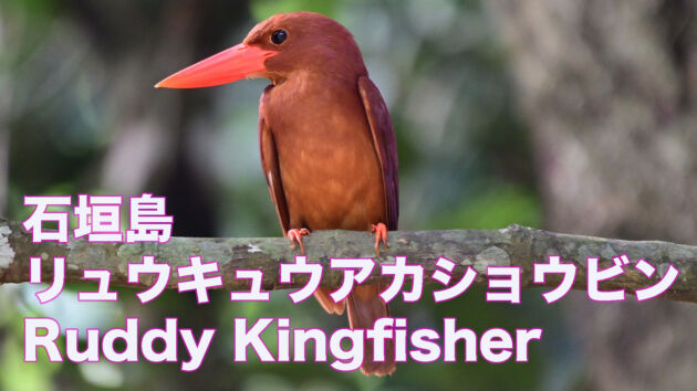 【石垣島のアカショウビン】 佇むリュウキュウアカショウビン 正面、飛び立ち、あくび Ruddy Kingfisher