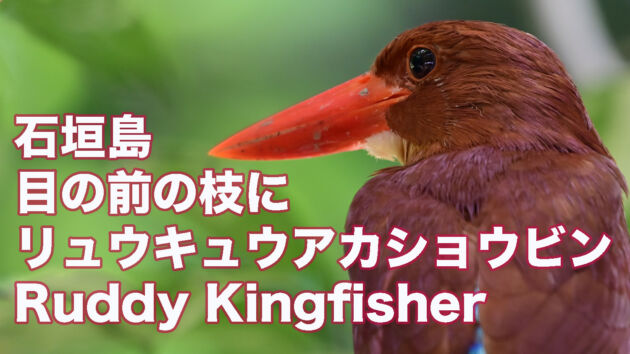 【石垣島のアカショウビン】 目の前にリュウキュウアカショウビン Ruddy Kingfisher