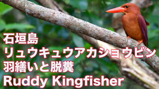【石垣島のアカショウビン】リュウキュウアカショウビン 羽繕いと脱糞 Ruddy Kingfisher