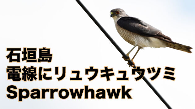 【最小猛禽】石垣島 電線にリュウキュウツミ 雄成鳥 Sparrowhawk
