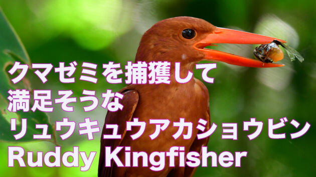 【石垣島のアカショウビン】クマゼミを捕獲して満足そうなリュウキュウアカショウビン Ruddy Kingfisher