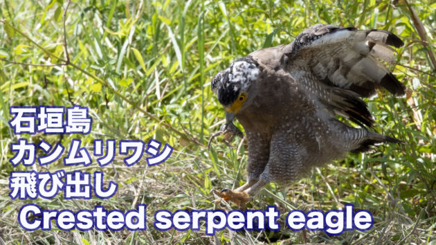 【カンムリワシ写真集】 カンムリワシ飛び出し画像集 Crested serpent eagle　