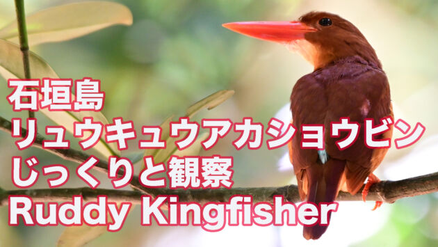 【石垣島のアカショウビン】 じっくりとリュウキュウアカショウビン  Ruddy Kingfisher