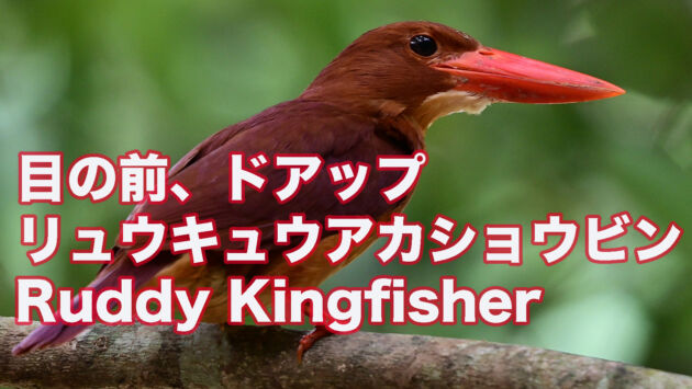 【石垣島のアカショウビン】目の前、ドアップのリュウキュウアカショウビン Ruddy Kingfisher