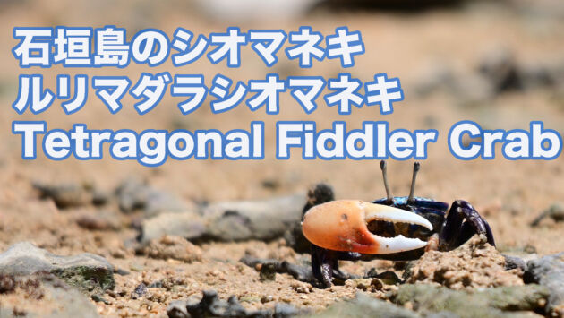 【石垣島のシオマネキ】 ルリマダラシオマネキ  Tetragonal Fiddler Crab