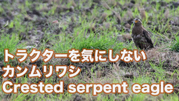【石垣島のカンムリワシ】トラクターを気にしないカンムリワシ　Crested serpent eagle