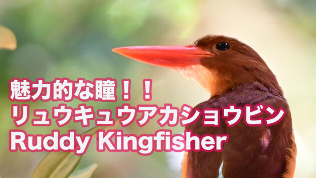 【石垣島のアカショウビン】 魅力的な瞳！！ リュウキュウアカショウビン Ruddy Kingfisher