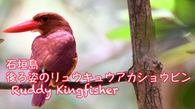【石垣島のアカショウビン】後ろ姿のリュウキュウアカショウビン Ruddy Kingfisher