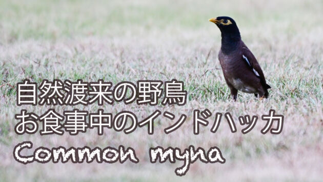 【自然渡来の野鳥】お食事中のインドハッカ Common myna