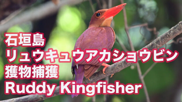 【獲物捕獲】石垣島のリュウキュウアカショウビン　餌取りで忙しそう　Ruddy Kingfisher