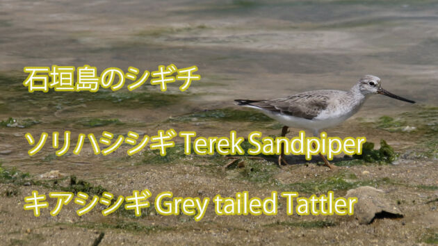 【石垣島のシギチ】ソリハシシギ Terek Sandpiper＆ キアシシギ Grey tailed Tattler