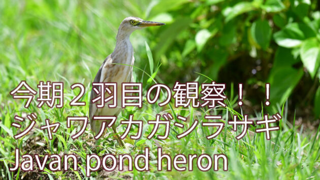 今期２羽目の渡来確認！！ジャワアカガシラサギ Javan pond heron