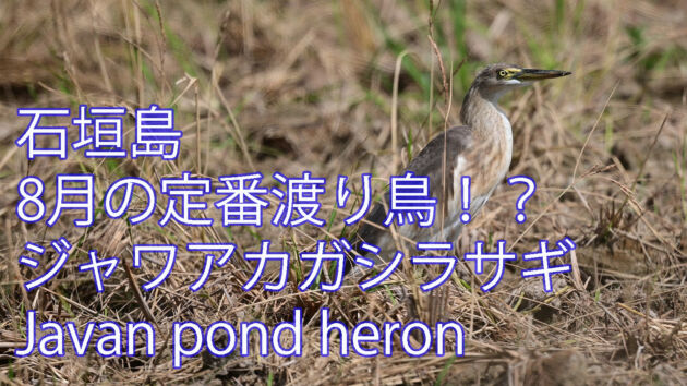 【8月の定番渡り鳥！？】ジャワアカガシラサギ Javan pond heron