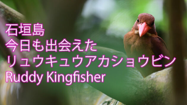 【可愛いね〜】今日も出会えたリュウキュウアカショウビン Ruddy Kingfisher