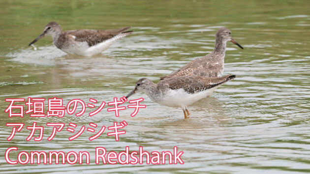 【石垣島のシギチ】アカアシシギ Common Redshank