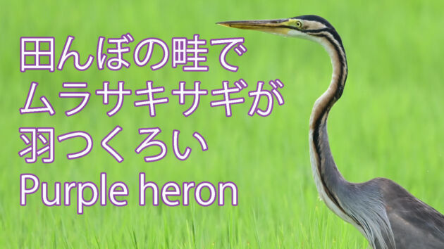 田んぼの畦でムラサキサギが羽つくろい Purple heron