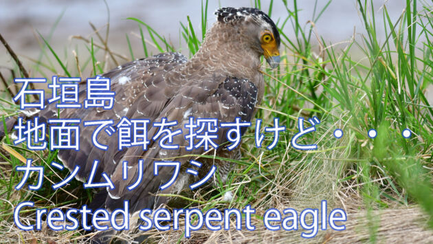 【地面で餌探しするけど・・・】カンムリワシ Crested serpent eagle