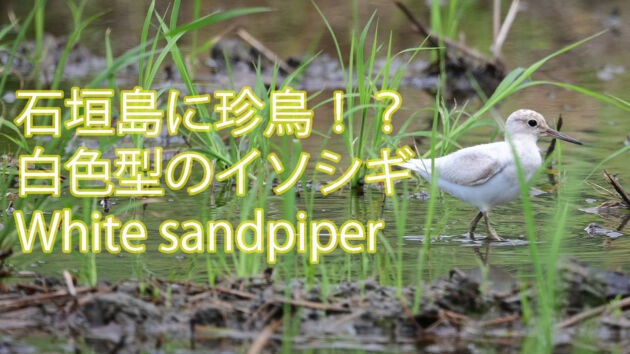 【珍鳥到来！！】白色型のイソシギ White sandpiper