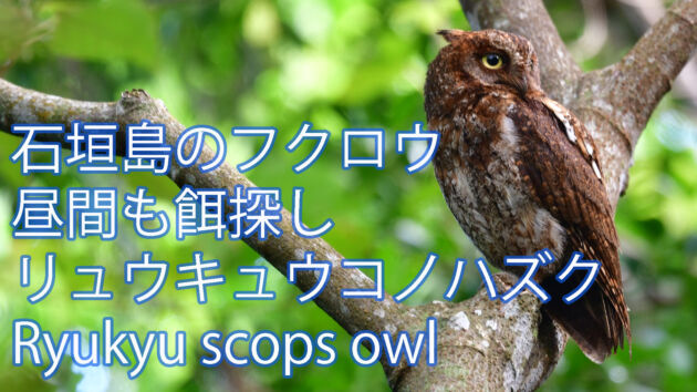 【石垣島のフクロウ】昼間のリュウキュウコノハズク Ryukyu scops owl