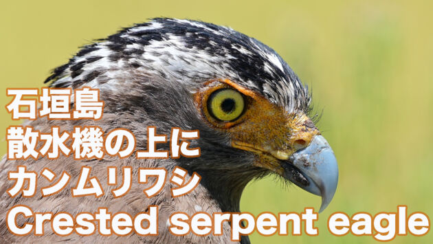 【石垣島のカンムリワシ】散水機の上にカンムリワシ Crested serpent eagle