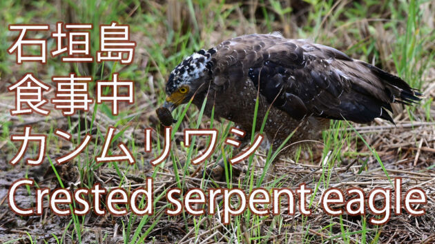 【獲物捕獲！！】カンムリワシ食事中 Crested serpent eagle