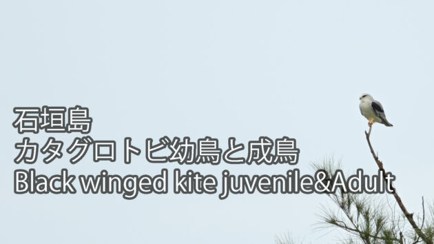 【定着した猛禽類】カタグロトビ幼鳥と成鳥 Black winged kite juvenile&Adult