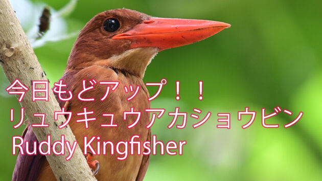 今日もどアップ！！リュウキュウアカショウビン Ruddy Kingfisher