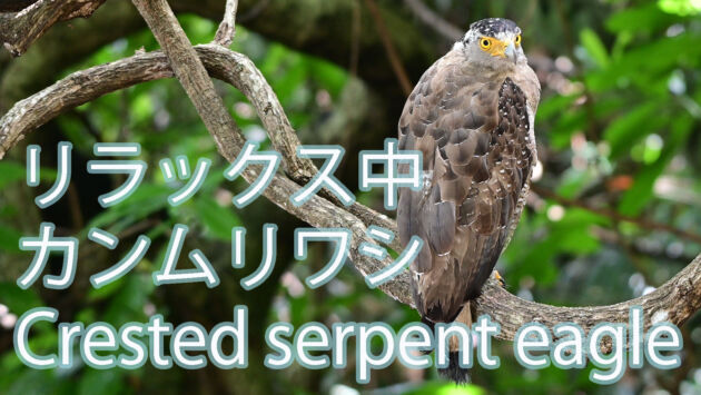 【リラックス中】 モダマに止まったカンムリワシ  Crested serpent eagle
