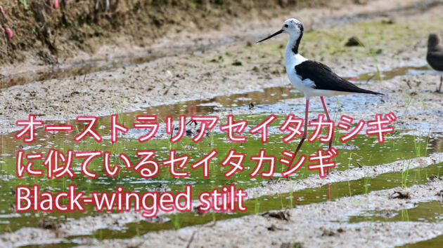 【石垣島の秋は渡り鳥で賑やかです！！】オーストラリアセイタカシギに良く似たセイタカシギ BLACK WINGED STILT