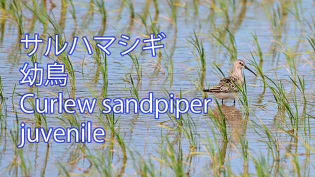 秋の渡りで毎日多種多数の鳥が渡来中！！サルハマシギ 幼鳥  Curlew sandpiper juvenile