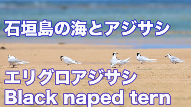 【石垣島の海とアジサシ】 エリグロアジサシ  Black naped tern