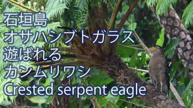 【石垣島のカンムリワシ】オサハシブトガラス親子にからかわれるカンムリワシ Crested serpent eagle