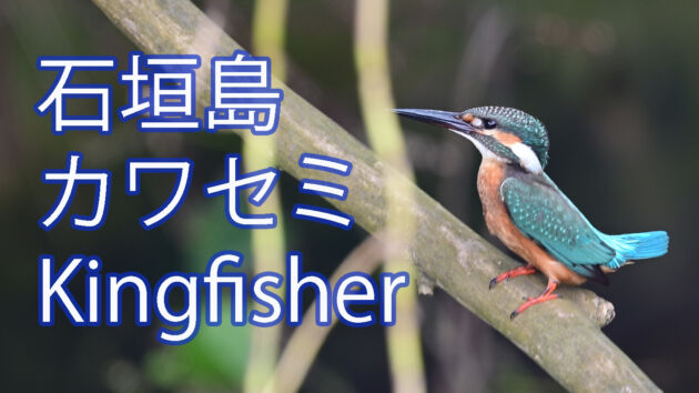 【カワセミ Kingfisher】石垣島ではリュウキュウアカショウビンよりも出会いが難しい！？