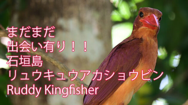 【石垣島のアカショウビン】まだまだ出会い有りリュウキュウアカショウビン Ruddy Kingfisher