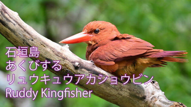 【石垣島のアカショウビン】あくびするリュウキュウアカショウビン Ruddy Kingfisher