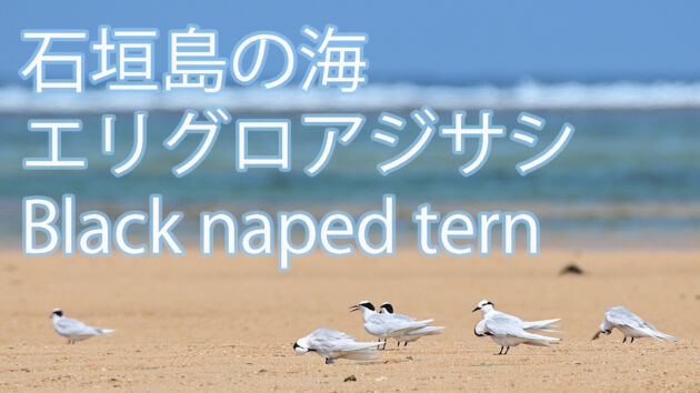 【石垣島 美しい海とアジサシ】エリグロアジサシ Black naped tern