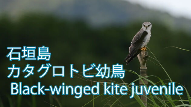 カタグロトビ幼鳥  Black-winged kite juvenile