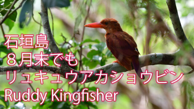【８月末でも出会い有り】リュウキュウアカショウビン Ruddy Kingfisher