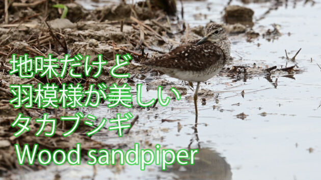 【秋の渡り】地味だけど羽模様が美しいタカブシギ Wood sandpiper