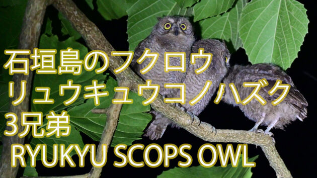 【石垣島のフクロウ】3兄弟 リュウキュウコノハズク幼鳥 RYUKYU SCOPS OWL