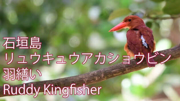 リュウキュウアカショウビン羽繕い Ruddy Kingfisher