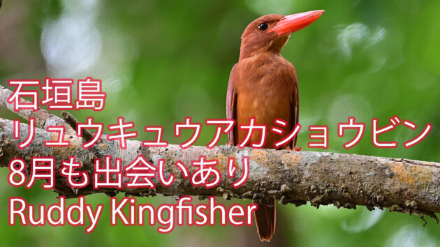 【8月も出会いあり】 石垣島 リュウキュウアカショウビン Ruddy Kingfisher